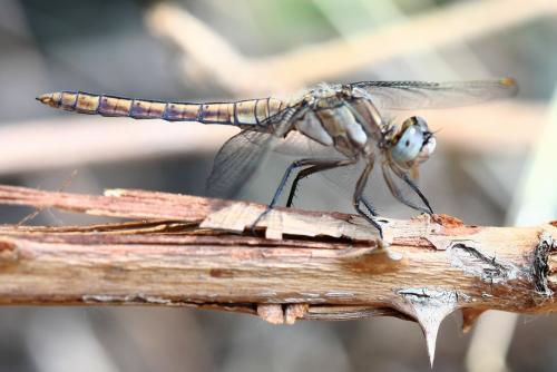 Réf. 237 426 : Orthetrum brunneum
